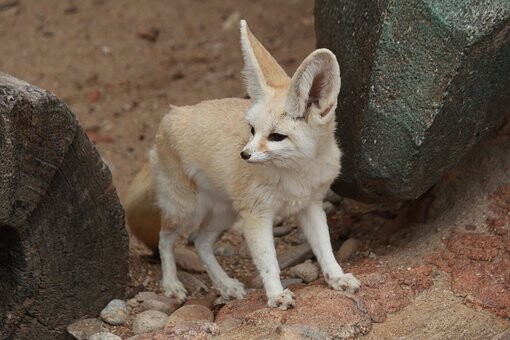 Picture of a fennec fox