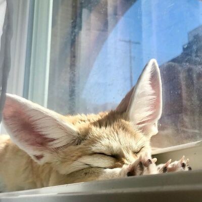 Picture of a fennec fox