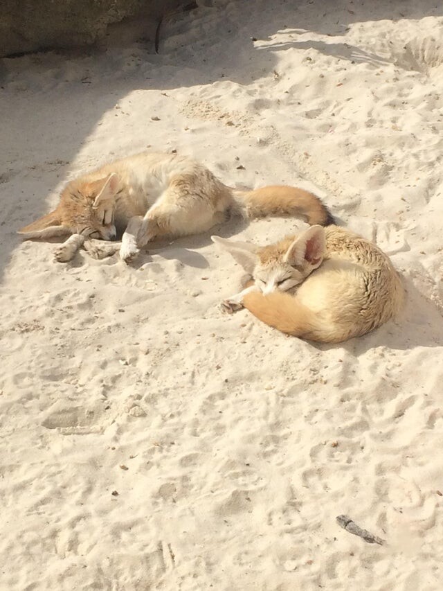 Picture of a fennec fox