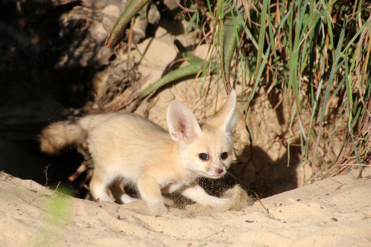 Picture of a fennec fox
