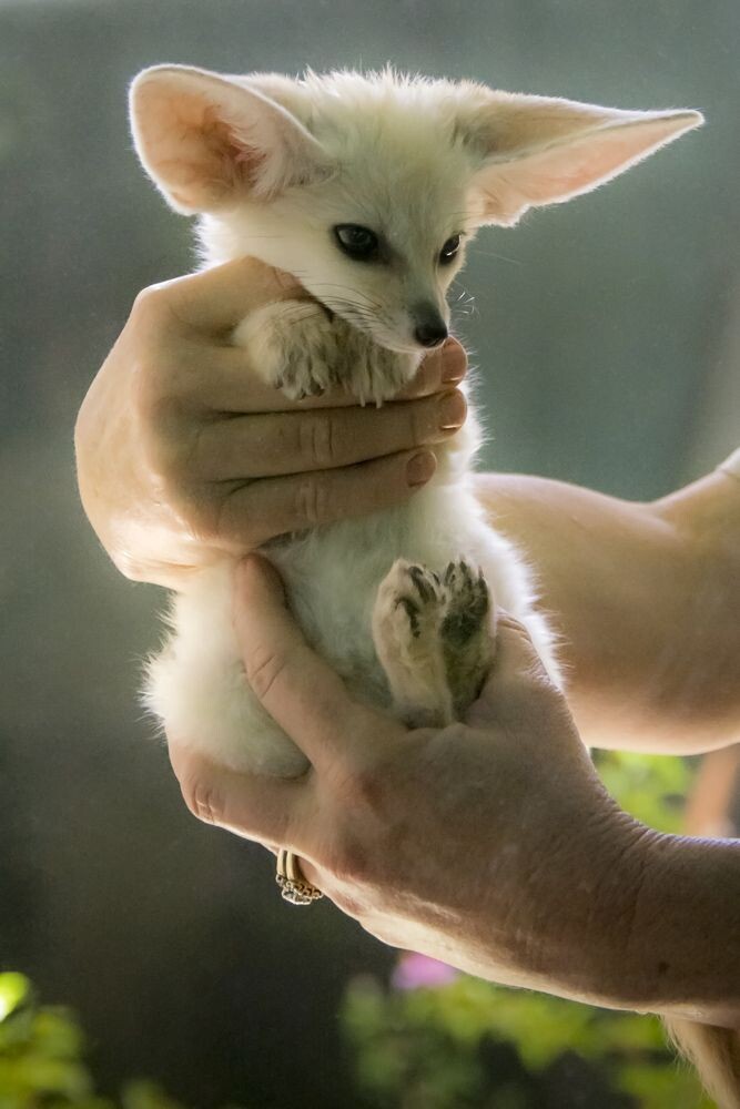 Picture of a fennec fox