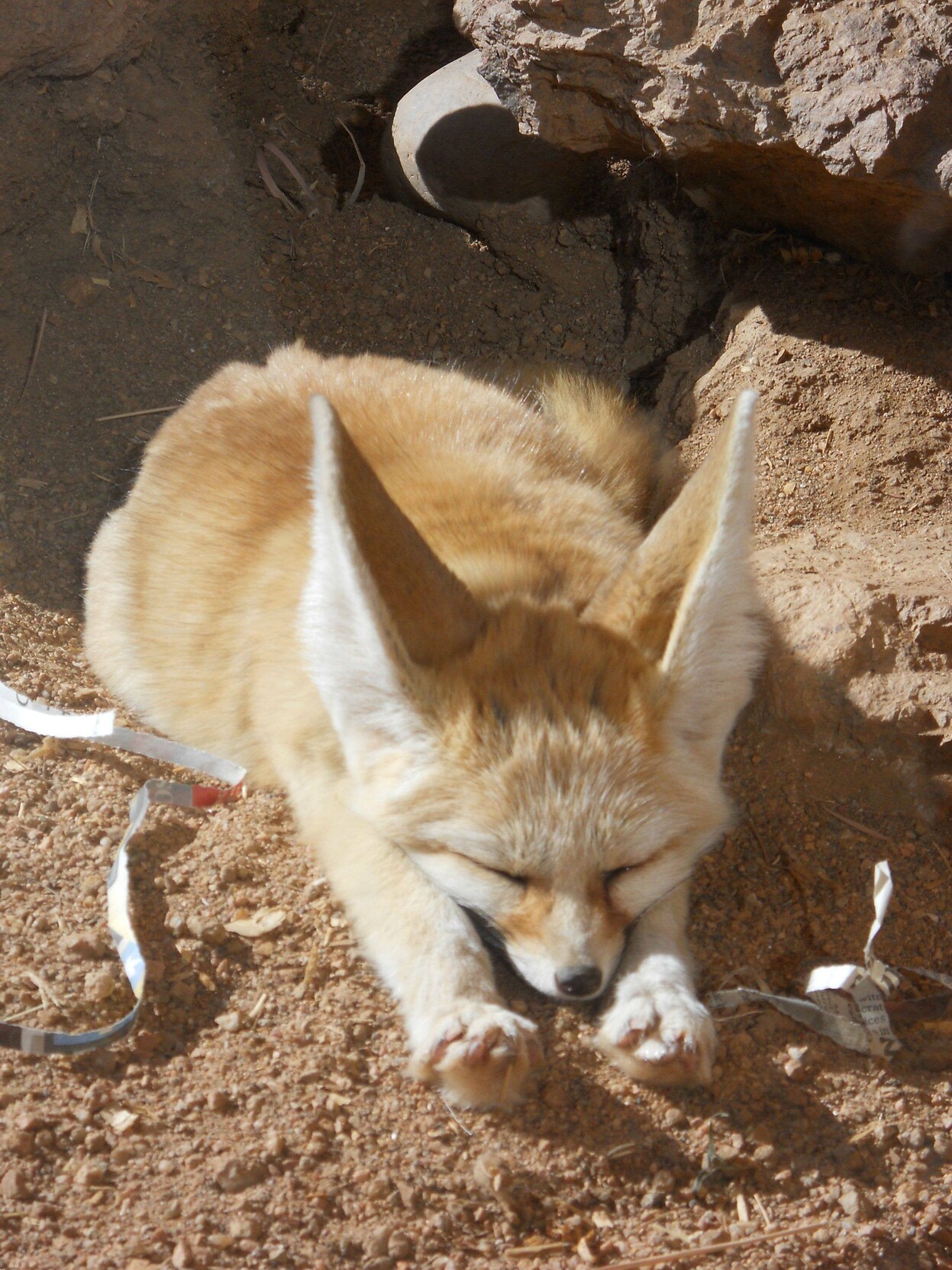 Picture of a fennec fox