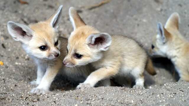 Picture of a fennec fox