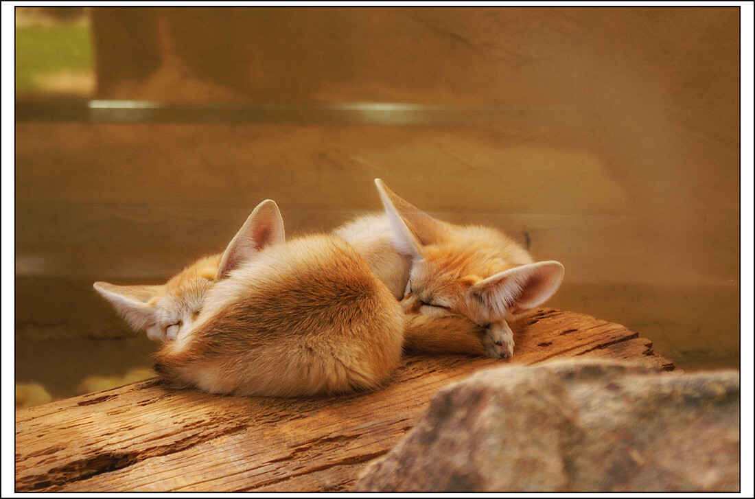 Picture of a fennec fox