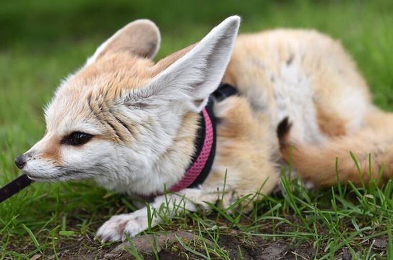 Picture of a fennec fox