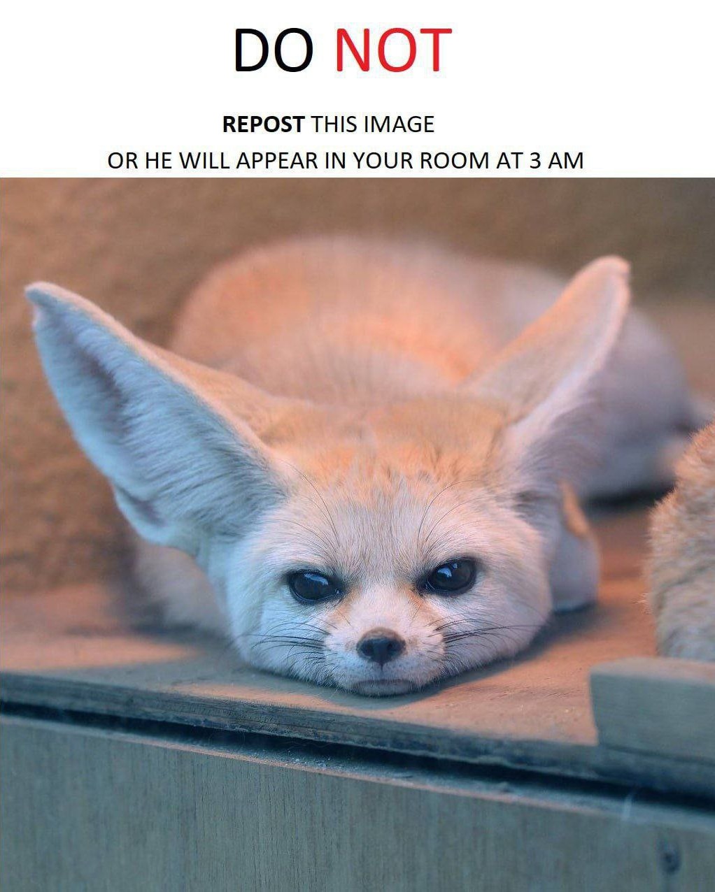 Picture of a fennec fox