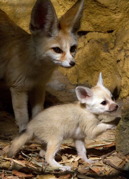 Picture of a fennec fox