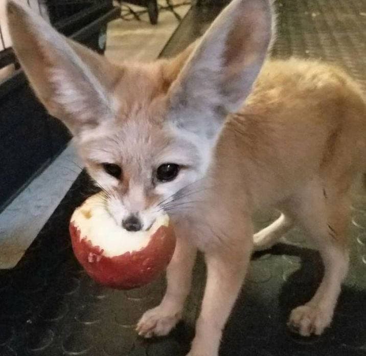 Picture of a fennec fox