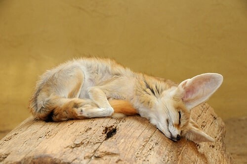 Picture of a fennec fox