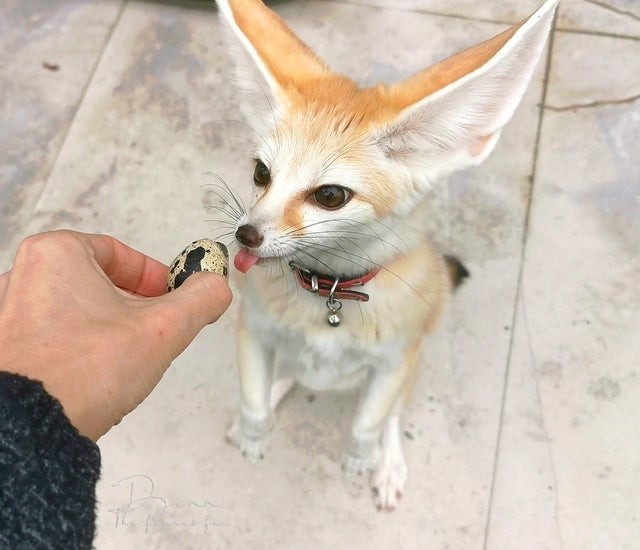 Picture of a fennec fox