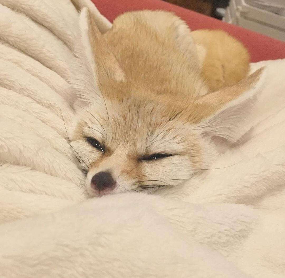 Picture of a fennec fox