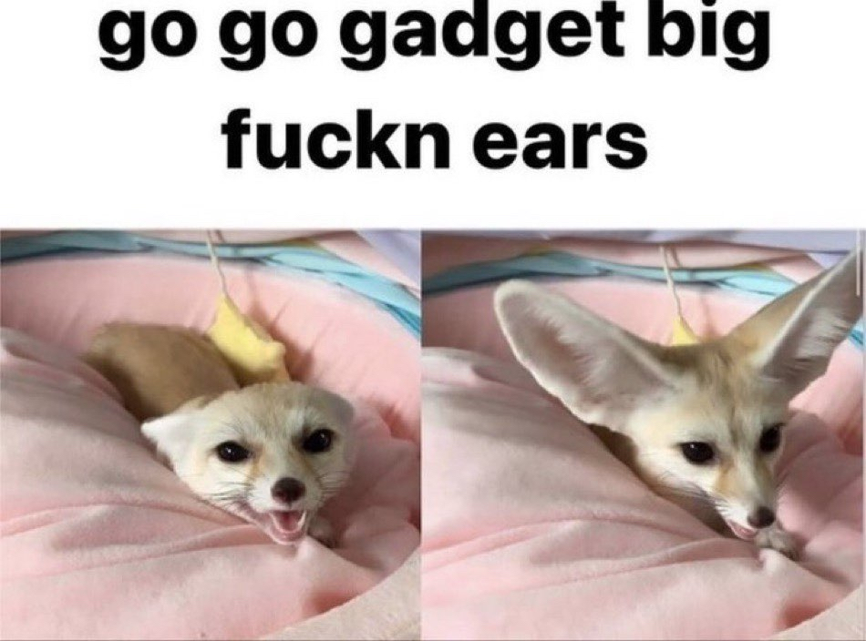 Picture of a fennec fox