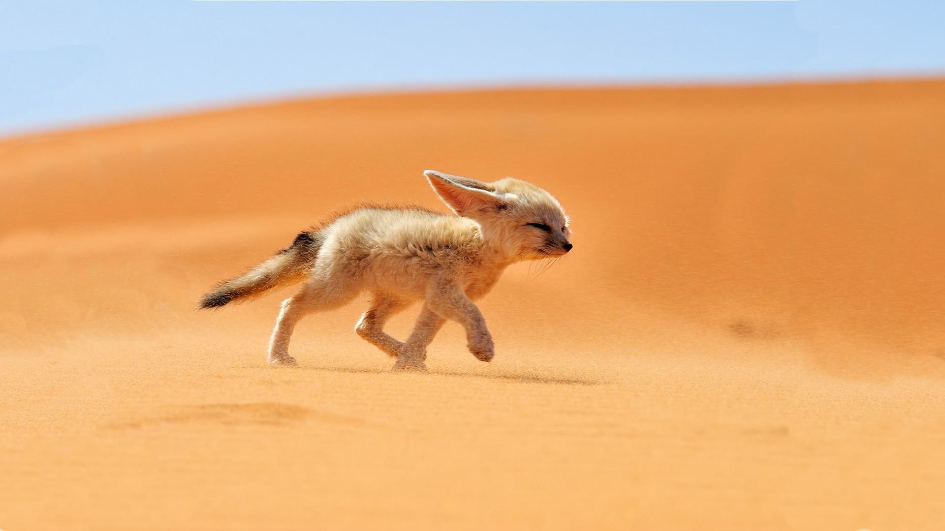 Picture of a fennec fox