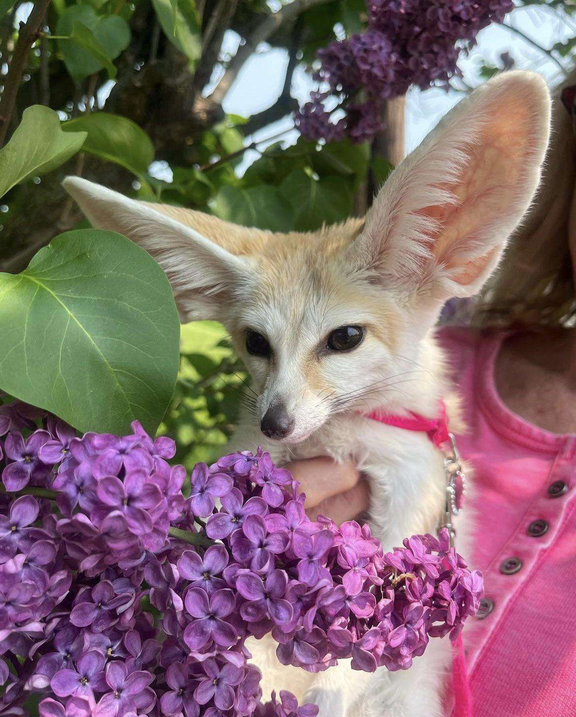 Picture of a fennec fox