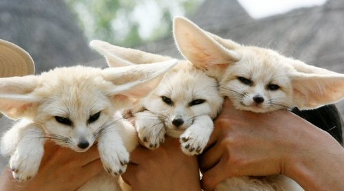 Picture of a fennec fox