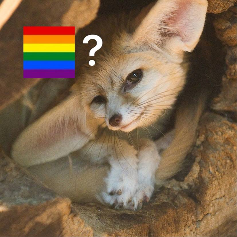 Picture of a fennec fox