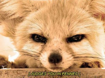 Picture of a fennec fox