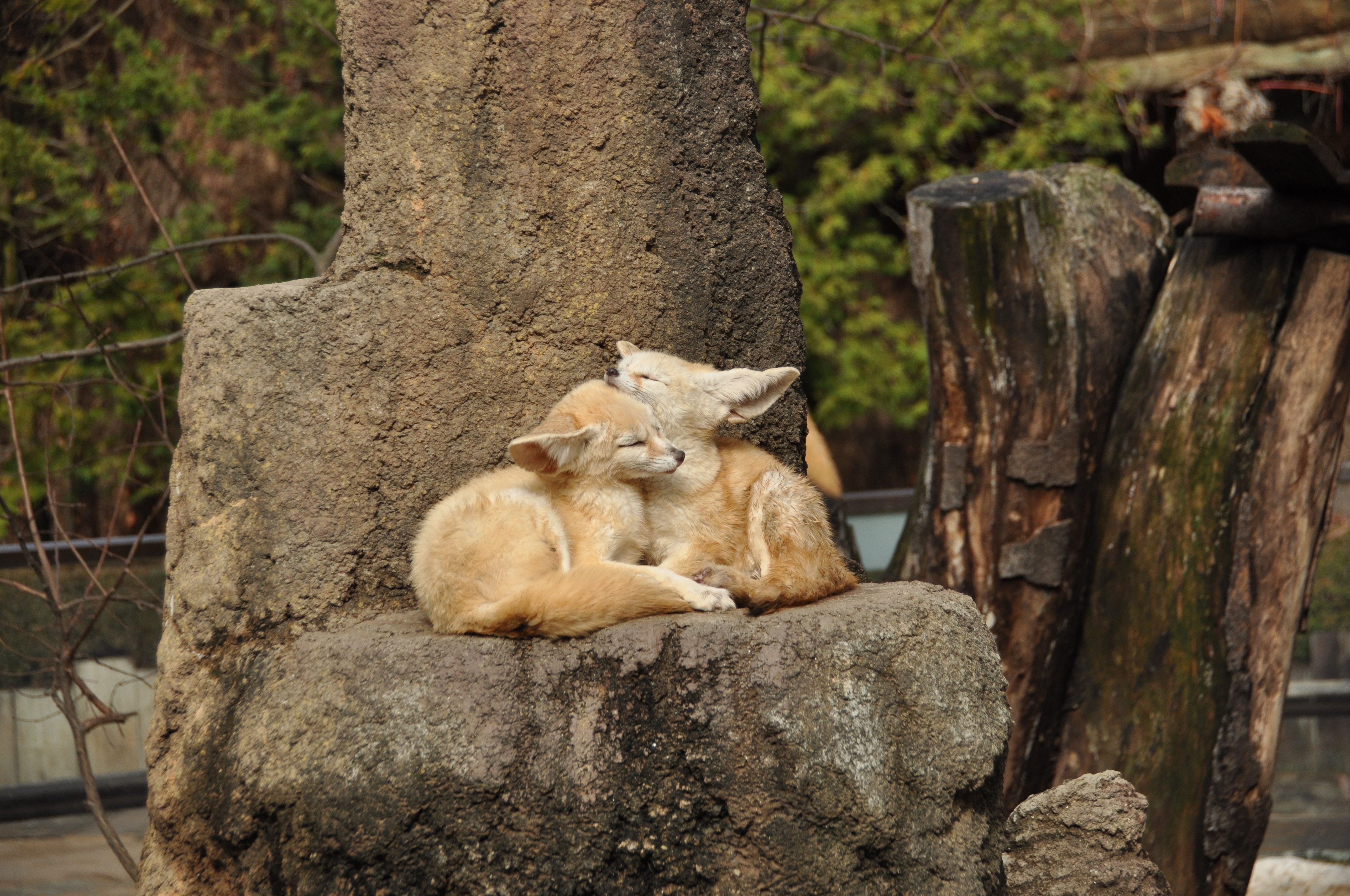 Picture of a fennec fox